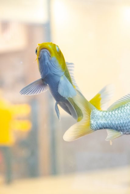 Blue and yellow fish swimming in an aquarium